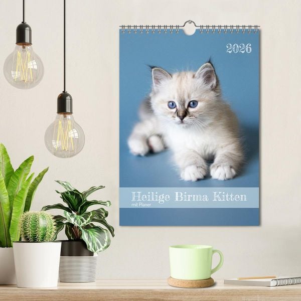 Produktbild: Heilige Birma Kitten Kalender mit Planer (Wandkalender 2026 DIN A4 hoch), CALVENDO Monatskalender
