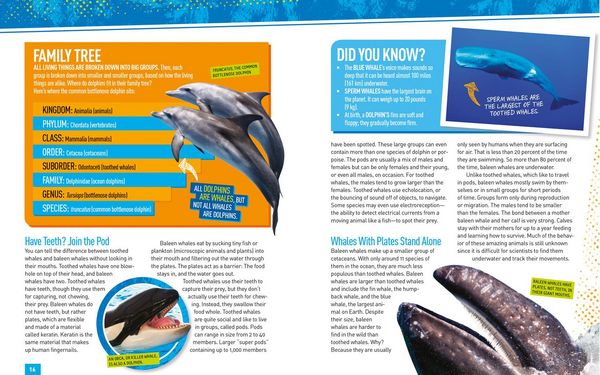 Produktbild: Absolute Expert: Dolphins