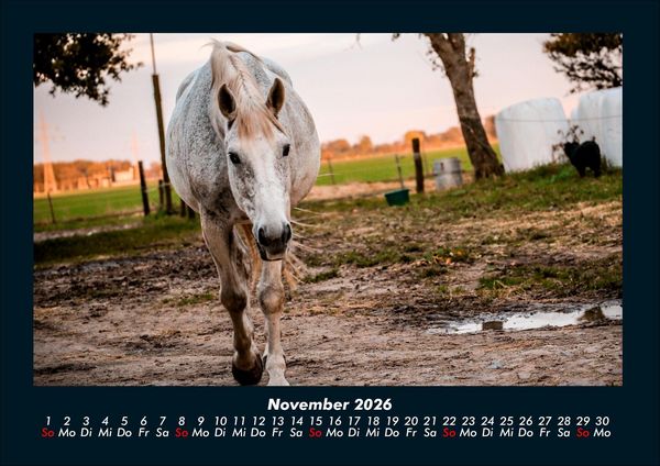 Produktbild: Die Welt der Pferde 2026 Fotokalender DIN A4
