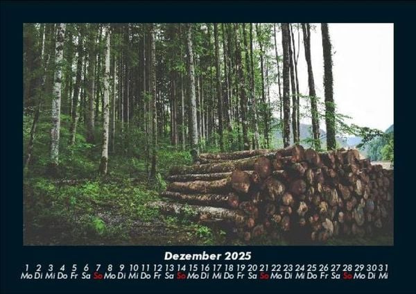 Produktbild: B&auml;ume 2025 Fotokalender DIN A5