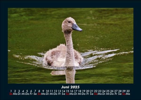 Produktbild: Welt der V&ouml;gel 2025 Fotokalender DIN A5