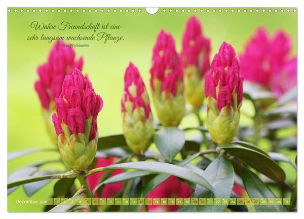 Produktbild: Rhododendren und Poesie (Wandkalender 2026 DIN A3 quer), CALVENDO Monatskalender
