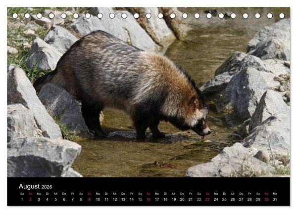 Produktbild: Marderhunde (Tischkalender 2026 DIN A5 quer), CALVENDO Monatskalender