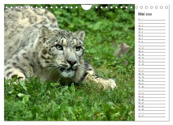 Produktbild: Der Schneeleopard (Wandkalender 2026 DIN A4 quer), CALVENDO Monatskalender