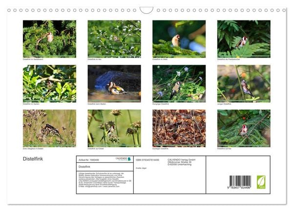 Produktbild: Distelfink (Wandkalender 2026 DIN A3 quer), CALVENDO Monatskalender