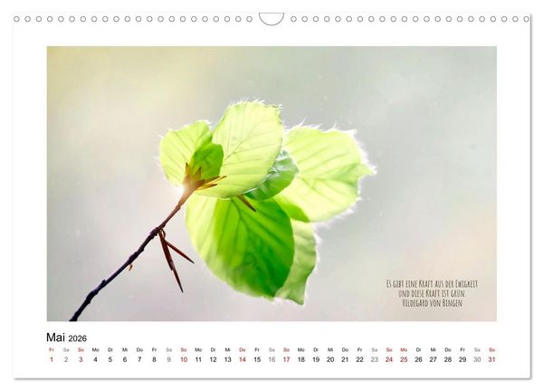 Produktbild: Bl&auml;tterreigen (Wandkalender 2026 DIN A3 quer), CALVENDO Monatskalender