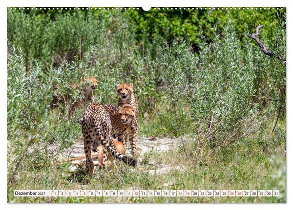 Produktbild: Afrikas wilde Katzen (hochwertiger Premium Wandkalender 2027 DIN A2 quer), Kunstdruck in Hochglanz