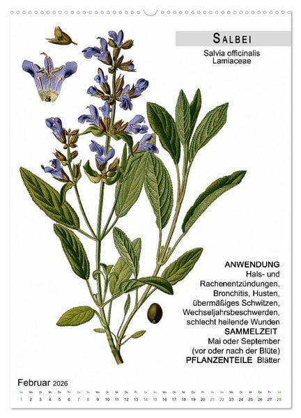 Produktbild: Heilpflanzen (Wandkalender 2026 DIN A2 hoch), CALVENDO Monatskalender