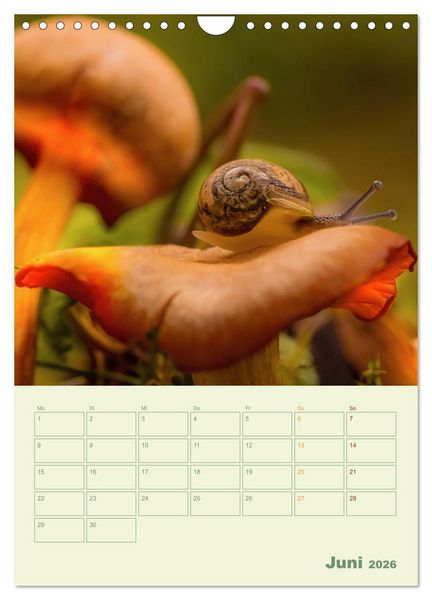 Produktbild: Waldmomente (Wandkalender 2026 DIN A4 hoch), CALVENDO Monatskalender