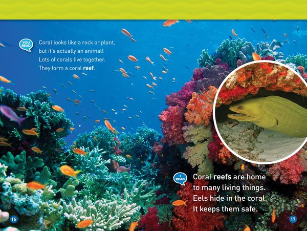 Produktbild: In the Ocean (National Geographic Kids Readers, Level 1/Co-Reader)