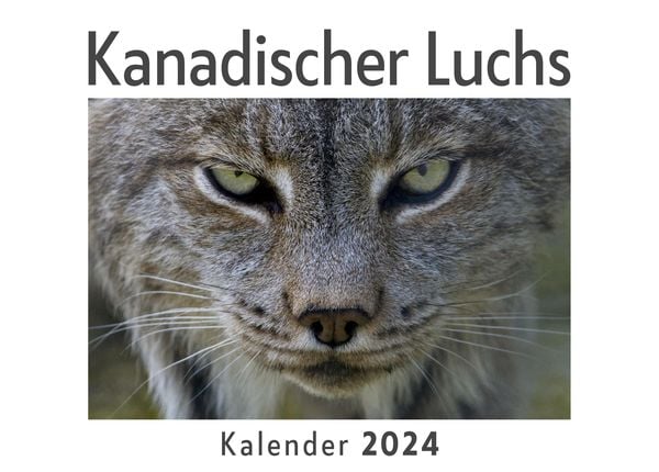 Produktbild: Kanadischer Luchs (Wandkalender 2024, Kalender DIN A4 quer, Monatskalender im Querformat mit Kalendarium, Das perfekte Geschenk)