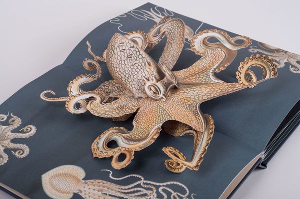 Wunderwesen aus der Tiefe. Ernst Haeckel