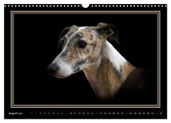 Produktbild: Galgo Espa&ntilde;ol 2026- Der spanische Windhund (Wandkalender 2026 DIN A3 quer), CALVENDO Monatskalender