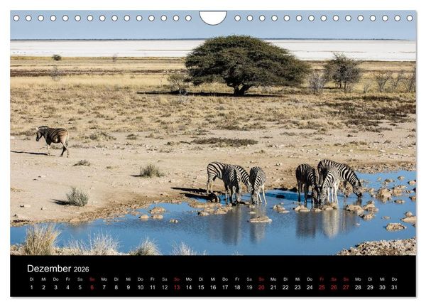 Produktbild: Zebras - Faszination der Streifen (Wandkalender 2026 DIN A4 quer), CALVENDO Monatskalender