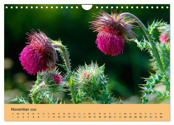 Produktbild: Wildblumen 2026 (Wandkalender 2026 DIN A4 quer), CALVENDO Monatskalender