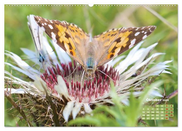 Produktbild: GEOclick Lernkalender: Portr&auml;ts einheimischer Schmetterlinge (Wandkalender 2026 DIN A2 quer), CALVENDO Monatskalender