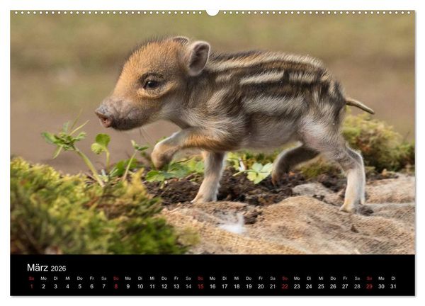 Produktbild: Wilde Heimat (hochwertiger Premium Wandkalender 2026 DIN A2 quer), Kunstdruck in Hochglanz