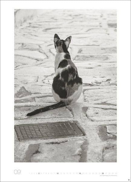 Produktbild: Cats Edition Kalender 2027