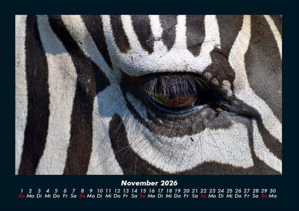 Produktbild: Zebrazauber 2026 Fotokalender DIN A4