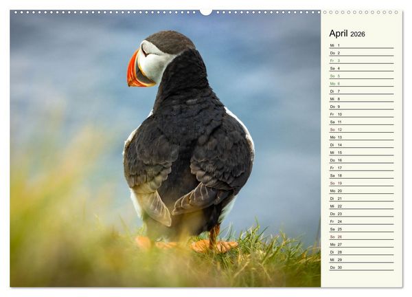 Produktbild: Die Papageientaucher von Island (hochwertiger Premium Wandkalender 2026 DIN A2 quer), Kunstdruck in Hochglanz