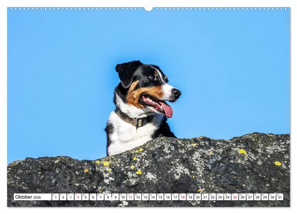 Produktbild: Appenzeller Sennenhunde (Wandkalender 2026 DIN A2 quer), CALVENDO Monatskalender