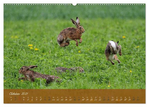 Produktbild: Feldhasen in H&ouml;chstform (hochwertiger Premium Wandkalender 2027 DIN A2 quer), Kunstdruck in Hochglanz