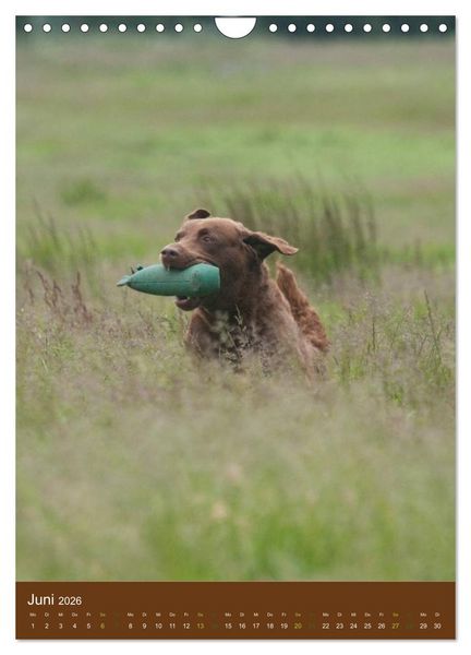 Produktbild: Chesapeake Bay Retriever 2026 (Wandkalender 2026 DIN A4 hoch), CALVENDO Monatskalender