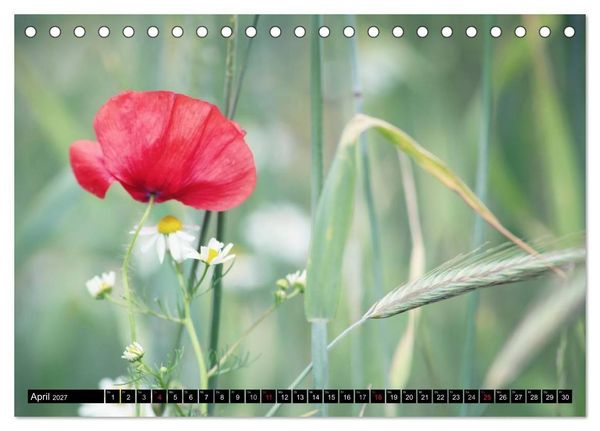 Produktbild: Mohnblumen (Tischkalender 2027 DIN A5 quer), CALVENDO Monatskalender
