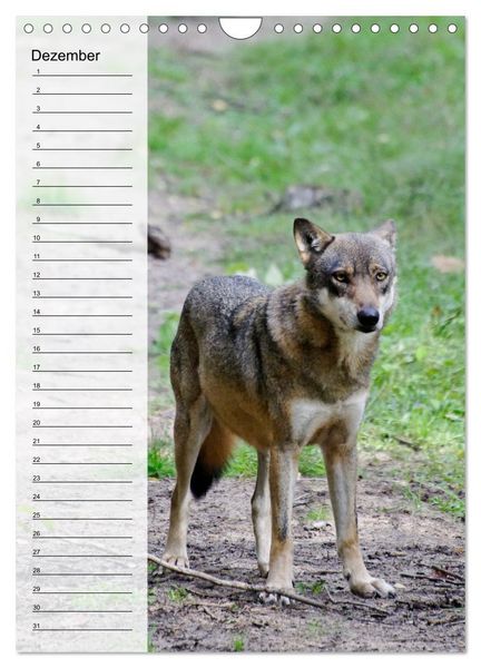Produktbild: Der Wolf - Isegrim in den heimischen W&auml;ldern - Kalender 2026 (Wandkalender 2026 DIN A4 hoch), CALVENDO Monatskalender