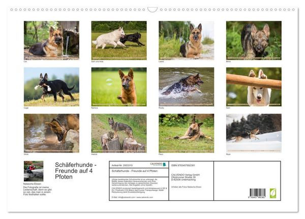 Produktbild: Sch&auml;ferhunde - Freunde auf 4 Pfoten (Wandkalender 2026 DIN A2 quer), CALVENDO Monatskalender