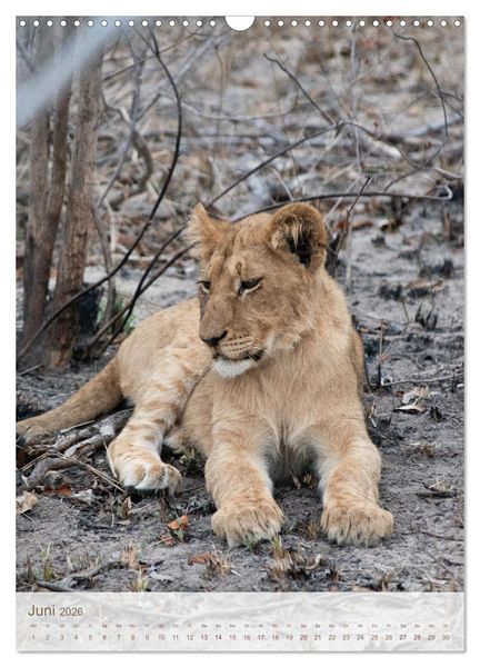 Produktbild: L&ouml;wen in Sabi Sands (Wandkalender 2026 DIN A3 hoch), CALVENDO Monatskalender