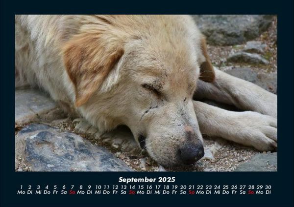 Produktbild: Der Hundekalender 2025 Fotokalender DIN A4