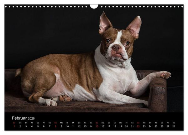 Produktbild: Colored Boston Terrier 2026 (Wandkalender 2026 DIN A3 quer), CALVENDO Monatskalender