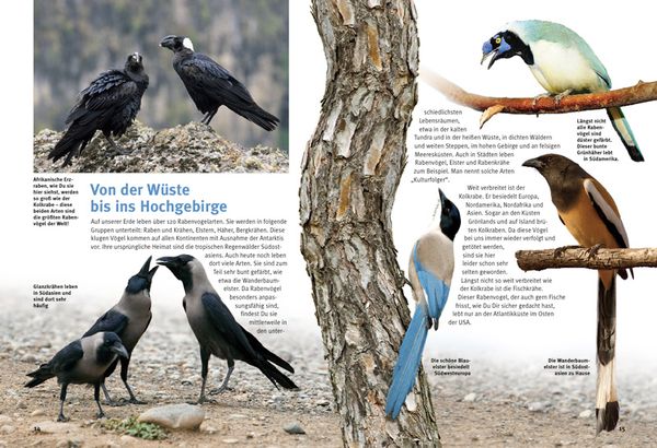 Produktbild: Entdecke die Rabenv&ouml;gel