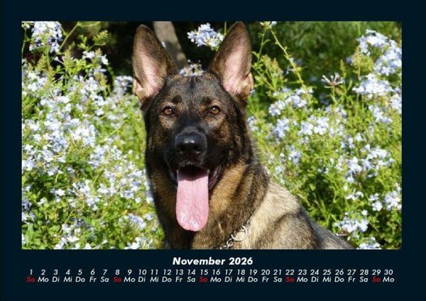 Produktbild: Hunde Kalender 2026 Fotokalender DIN A4