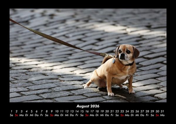 Produktbild: Der Tierkalender 2026 Fotokalender DIN A3