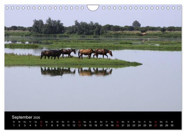 Produktbild: Caballos Spanische Pferde 2026 (Wandkalender 2026 DIN A4 quer), CALVENDO Monatskalender