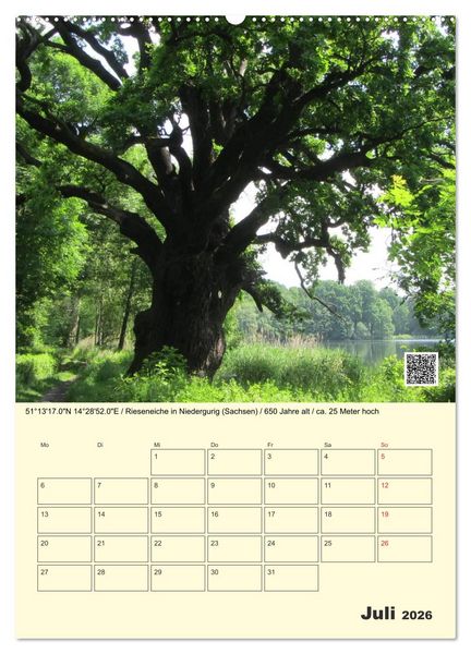 Produktbild: Uralt - Mit QR-Code und GPS zu alten B&auml;umen (hochwertiger Premium Wandkalender 2026 DIN A2 hoch), Kunstdruck in Hochglanz