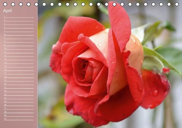Produktbild: Zarte Sch&ouml;nheiten - Rosen (Tischkalender immerw&auml;hrend DIN A5 quer)