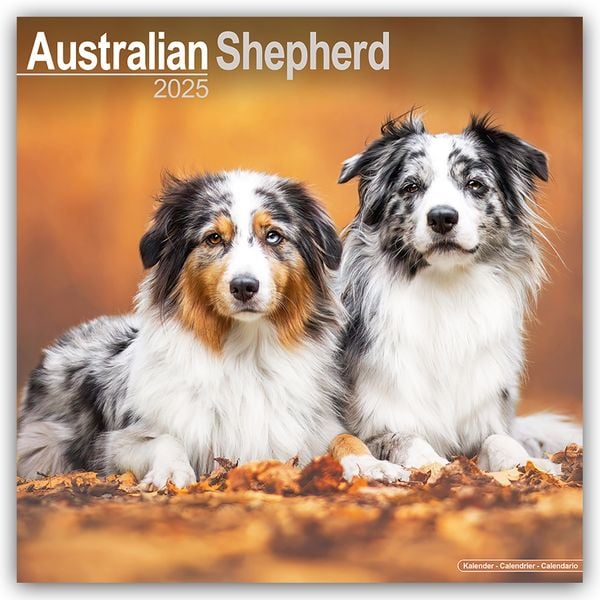 Australian Shepherd – Australische Schäferhunde 2025 – 16-Monatskalender