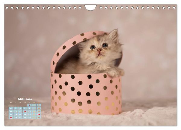 Produktbild: Die Kitten kommen. (Wandkalender 2026 DIN A4 quer), CALVENDO Monatskalender