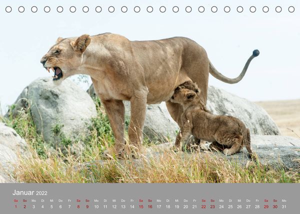 Produktbild: Die Magie der K&ouml;nige der Tiere (Tischkalender 2022 DIN A5 quer)