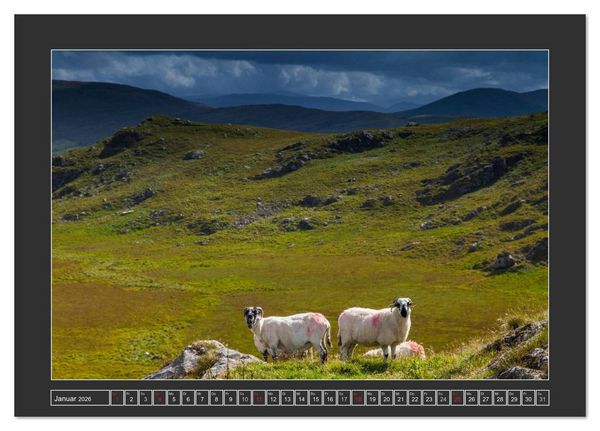 Produktbild: IRLAND - Insel der gl&uuml;cklichen Schafe (Tischkalender 2026 DIN A5 quer), CALVENDO Monatskalender