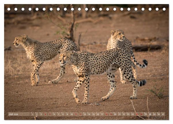 Produktbild: Geparden - Die Sch&ouml;nheiten Afrikas (Tischkalender 2026 DIN A5 quer), CALVENDO Monatskalender