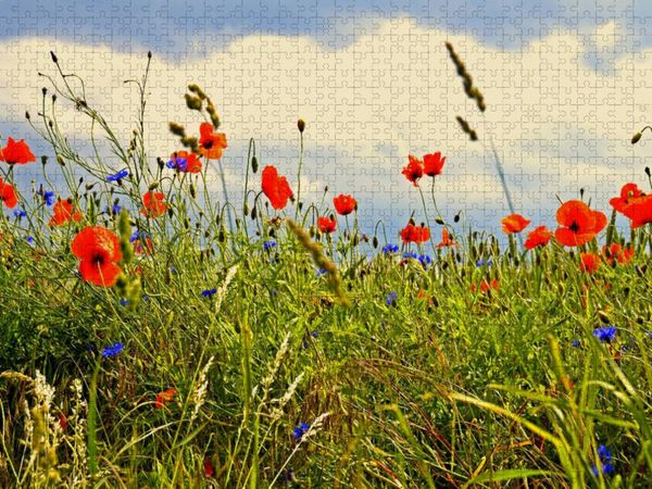 Produktbild: CALVENDO Puzzle Ein Motiv aus dem Kalender Rosen und Mohnbl&uuml;ten Momente Schweizer Edition | 2000 Teile Lege-Gr&ouml;&szlig;e 90x67cm Foto-Puzzle f&uuml;r gl&uuml;ckliche S