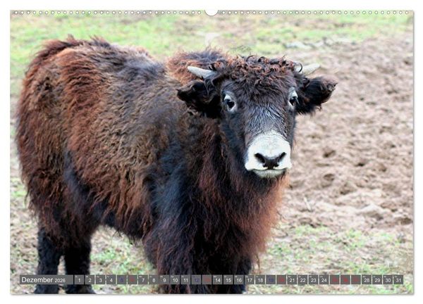 Produktbild: Der Yak (hochwertiger Premium Wandkalender 2026 DIN A2 quer), Kunstdruck in Hochglanz