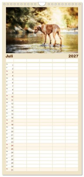 Produktbild: Familienplaner 2027 - Rhodesian Ridgeback - Herzen auf vier Pfoten mit 5 Spalten (Wandkalender, 21 x 45 cm) CALVENDO