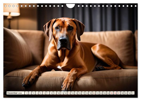 Produktbild: Rhodesian Ridgeback - Athlet mit R&uuml;ckenkamm (Wandkalender 2026 DIN A4 quer), CALVENDO Monatskalender