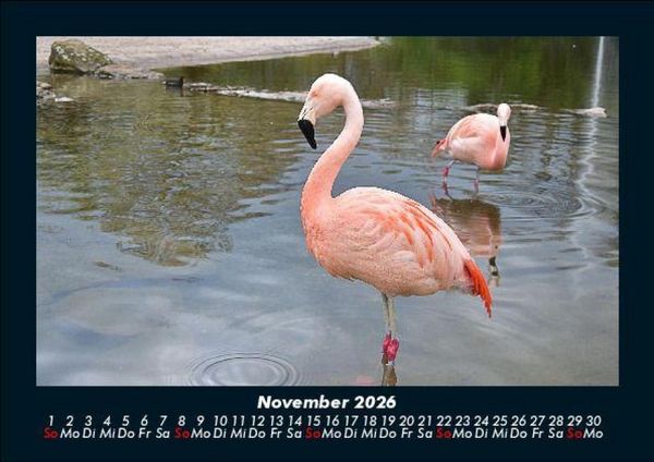 Produktbild: Der Tierkalender 2026 Fotokalender DIN A5
