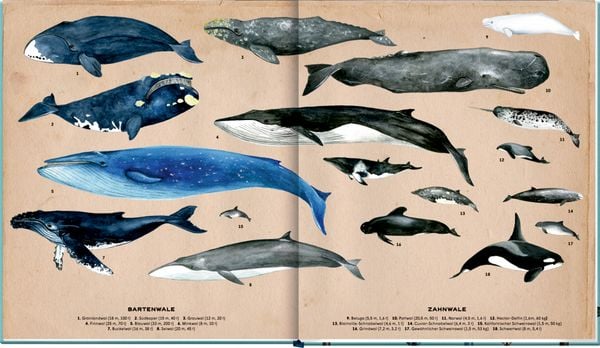 Produktbild: Die geheime Welt der Wale
